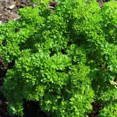 Petržlen Zelená Perla - Petroselinum crispum - semená - 800 ks