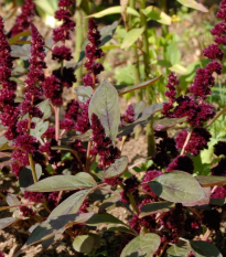 Láskavec Pygmy Torch - Amaranthus hypochondriacus - semená - 100 ks