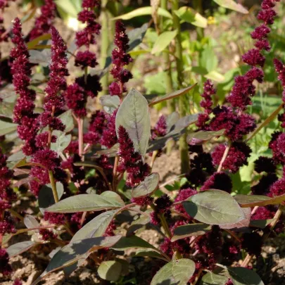 Láskavec Pygmy Torch - Amaranthus hypochondriacus - semená - 100 ks