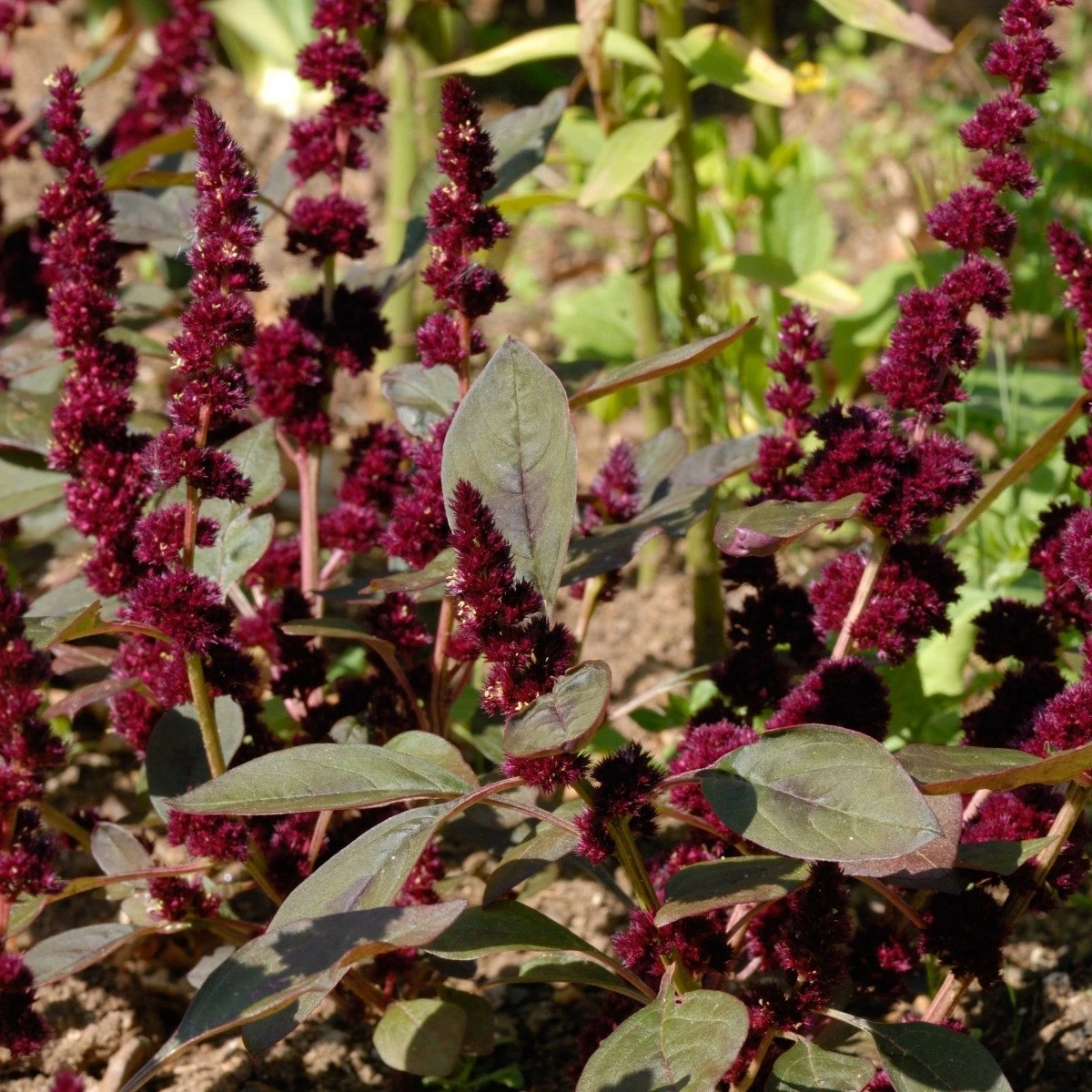 Láskavec Pygmy Torch - Amaranthus hypochondriacus - semená - 100 ks