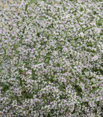 Suchobyľ tatársky - Limonium tataricum - semená - 50 ks