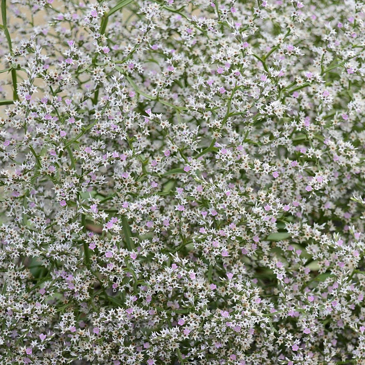 Suchobyľ tatársky - Limonium tataricum - semená - 50 ks