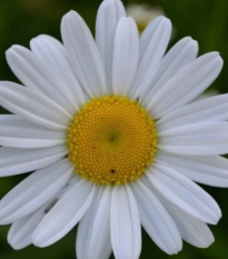 Margarétka trávolistá - Leucanthemum graminifolium - semená - 50 ks