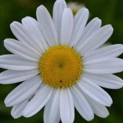 Margarétka trávolistá - Leucanthemum graminifolium - semená - 50 ks
