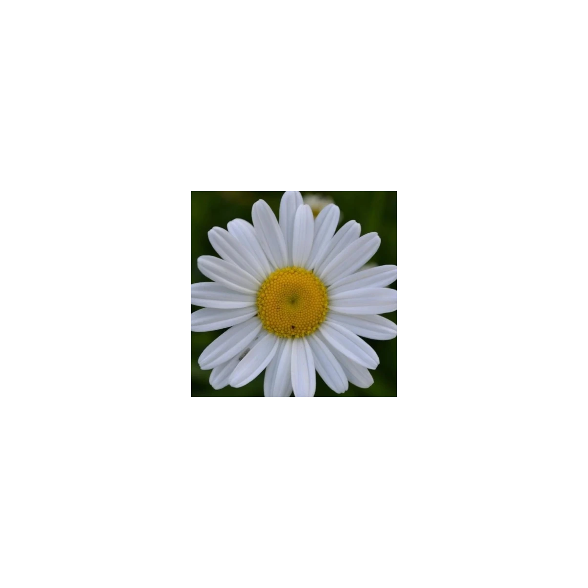 Margarétka trávolistá - Leucanthemum graminifolium - semená - 50 ks