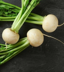 Reďkev Acord - Raphanus sativus - semená - 150 ks