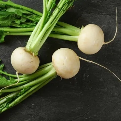 Reďkev Acord F1 - Raphanus sativus - semená - 150 ks