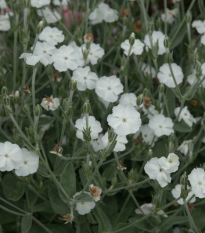 Kukučka vencová White - Lychnis coronaria - semená - 100 ks