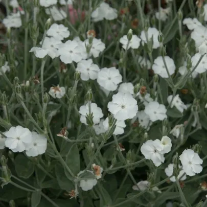 Kukučka vencová White - Lychnis coronaria - semená - 100 ks