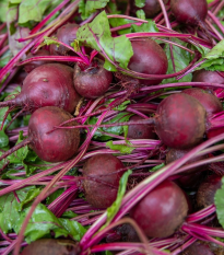 BIO Červená repa Boro F1 - Beta vulgaris - bio semená - 50 ks