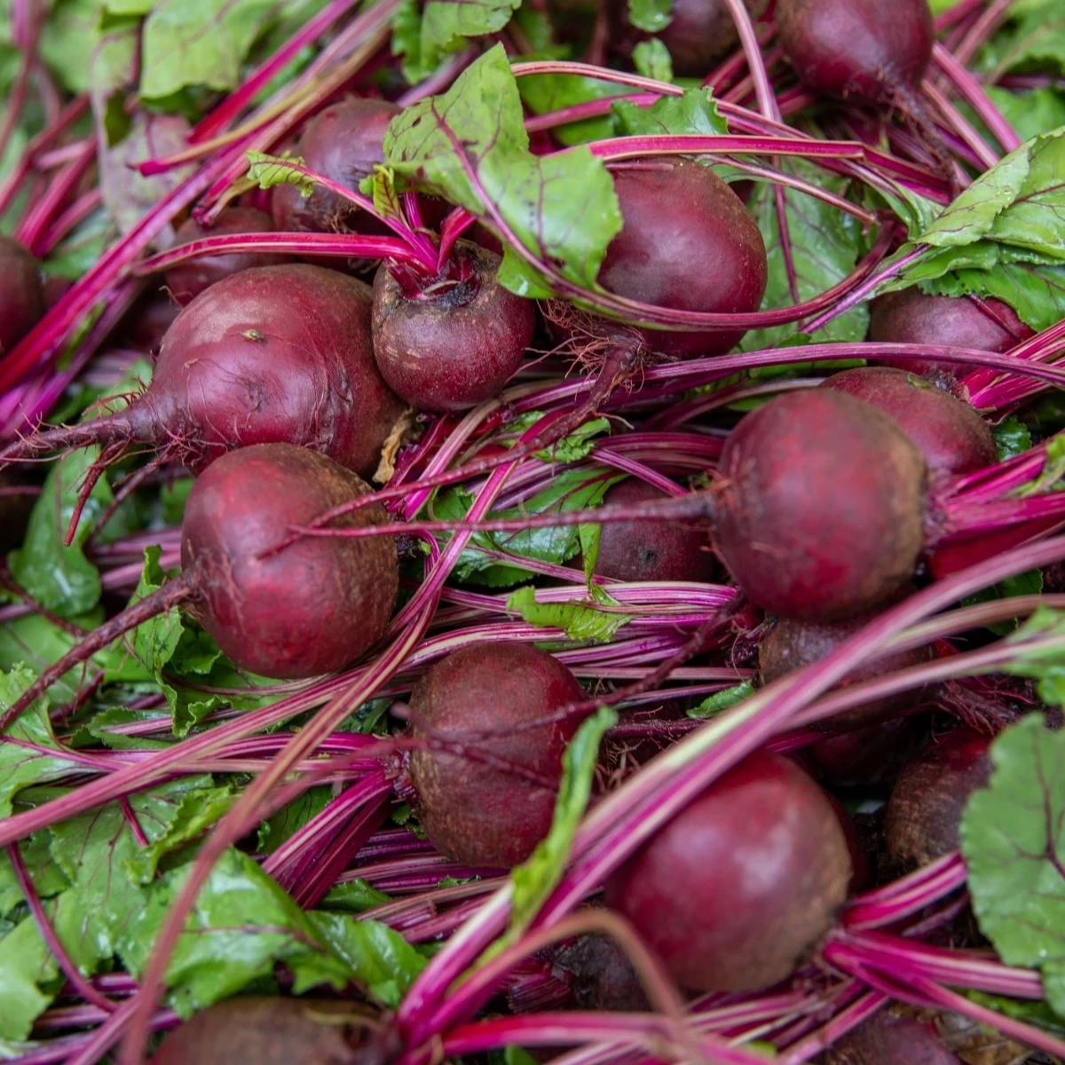 BIO Červená repa Boro F1 - Beta vulgaris - bio semená - 50 ks