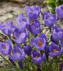Krókus Aqua - Crocus - cibuľoviny - 3 ks