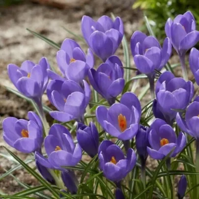 Krókus Aqua - Crocus - cibuľoviny - 3 ks