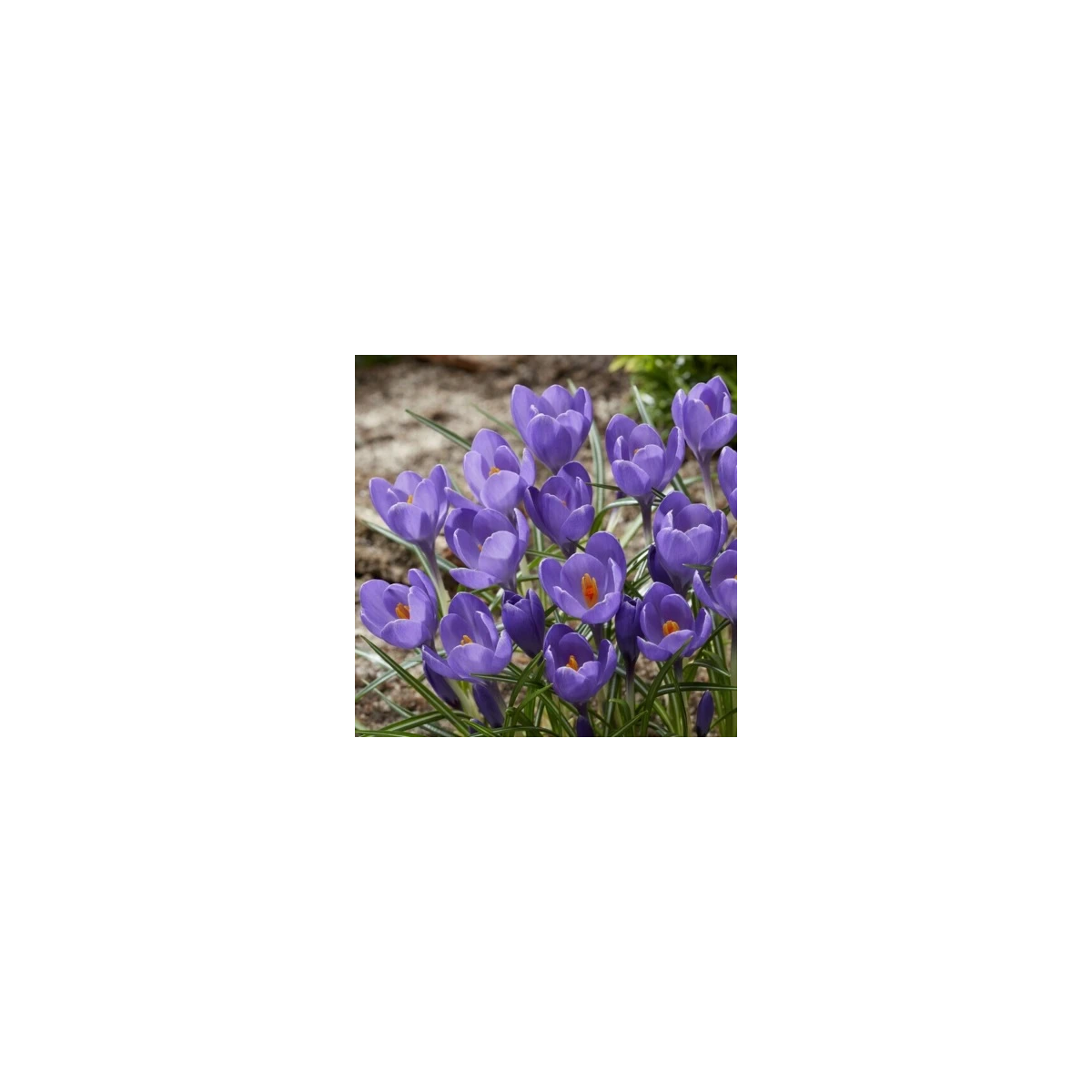 Krókus Aqua - Crocus - cibuľoviny - 3 ks