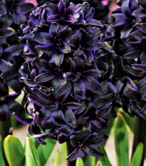 Hyacint Midnight Sky - Hyacinthus - cibuľoviny - 1 ks