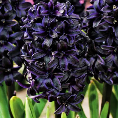 Hyacint Midnight Sky - Hyacinthus - cibuľoviny - 1 ks