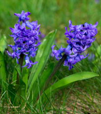 Hyacint Blue Pearl - Hyacinthus - cibuľoviny - 1 ks