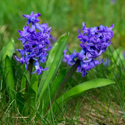 Hyacint Blue Pearl - Hyacinthus - cibuľoviny - 1 ks