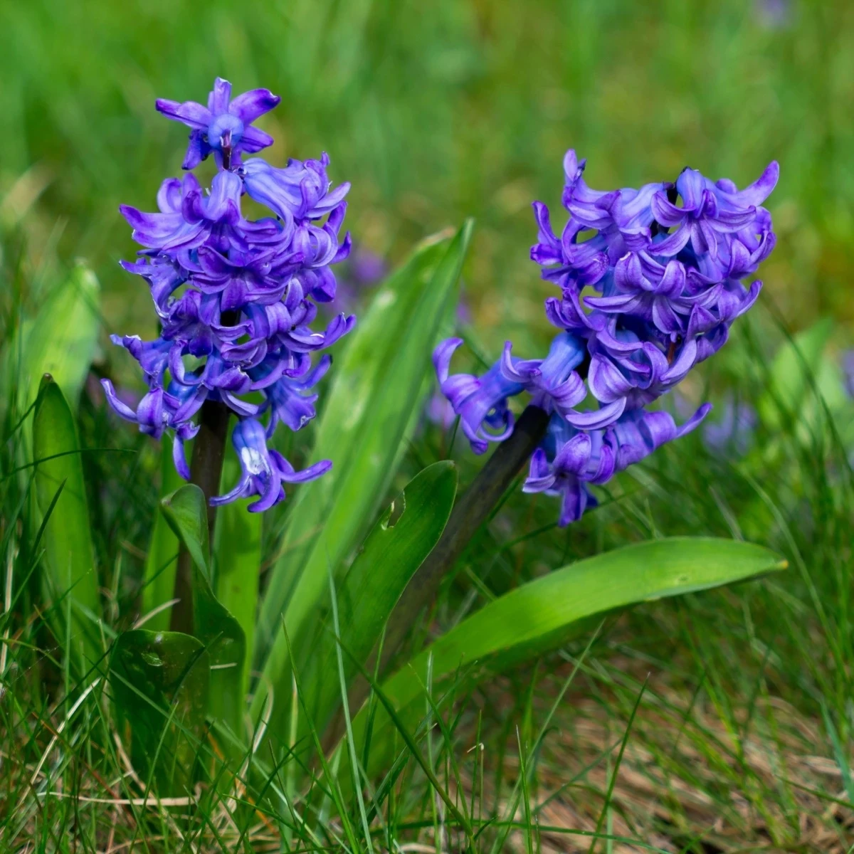 Hyacint Blue Pearl - Hyacinthus - cibuľoviny - 1 ks