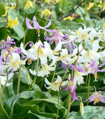 Kandík zmes - Erythronium - cibuľoviny - 3 ks