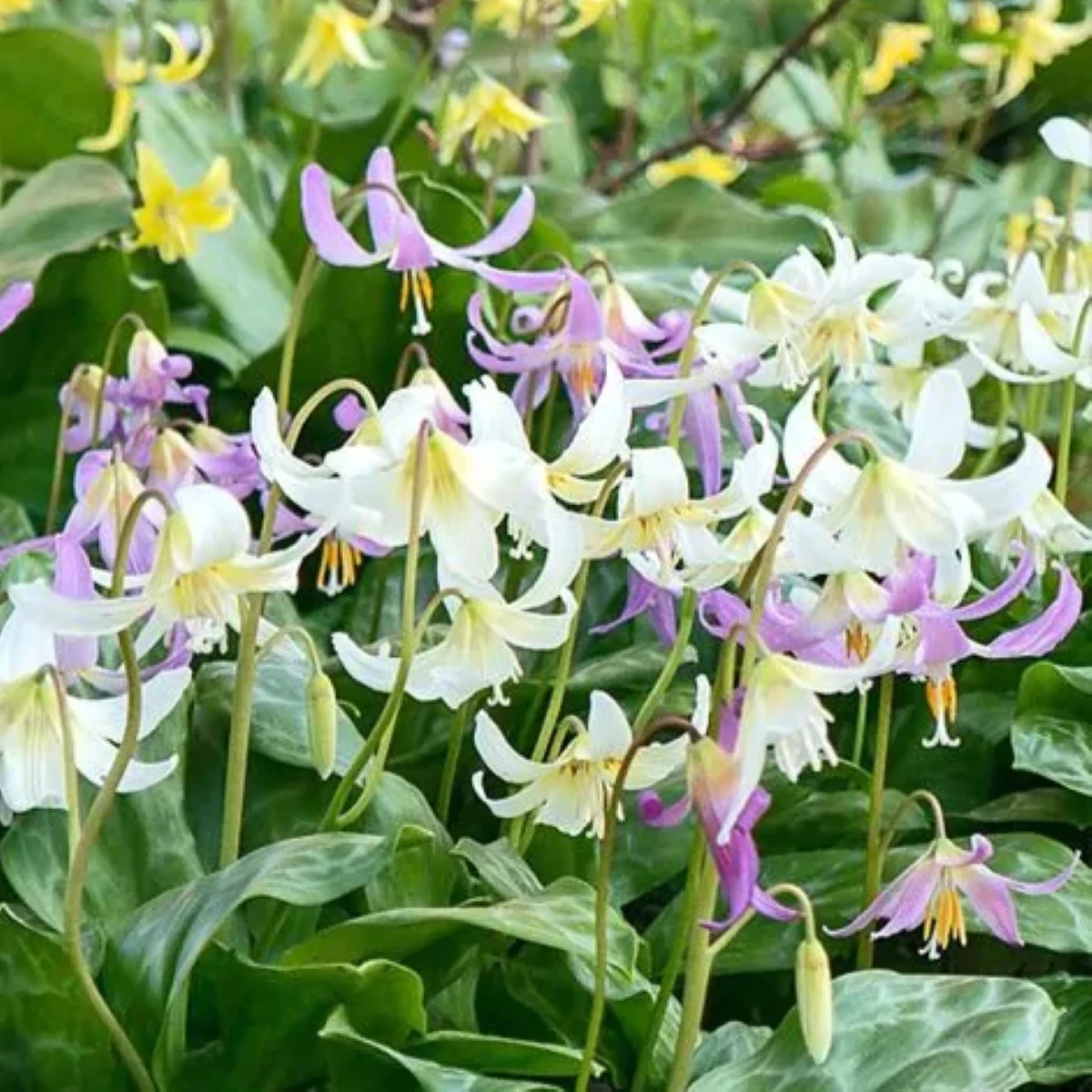 Kandík zmes - Erythronium - cibuľoviny - 3 ks