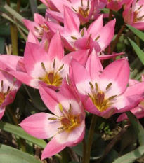 Tulipán Aucheriana - Tulipa - cibuľoviny - 3 ks