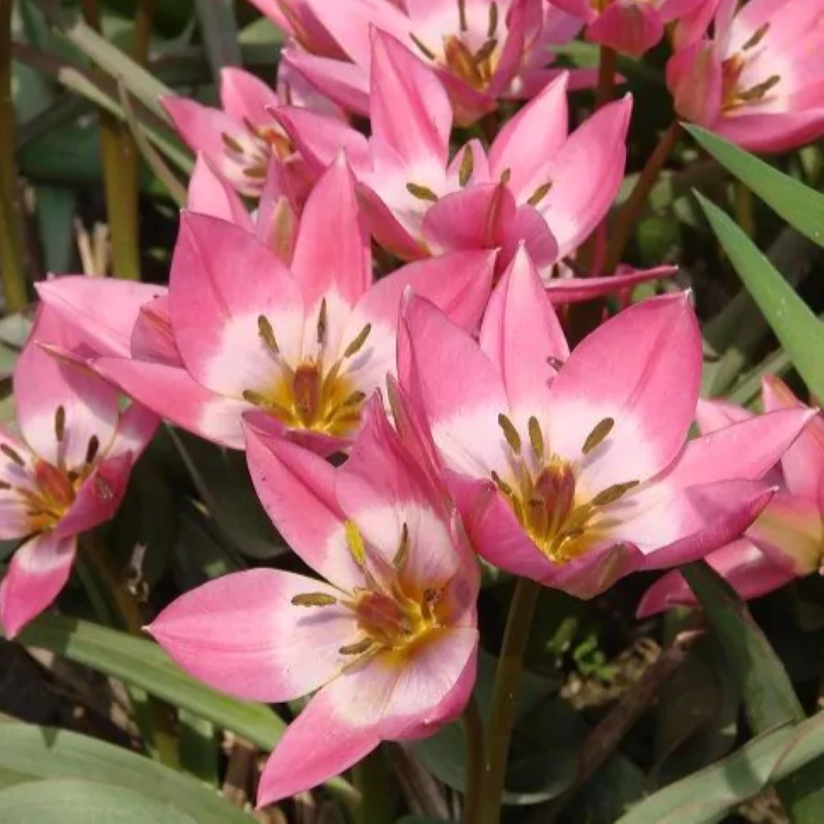 Tulipán Aucheriana - Tulipa - cibuľoviny - 3 ks