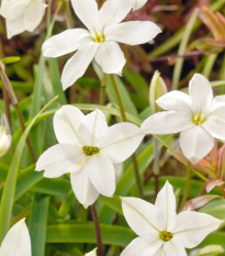 Jarná hviezdička Alberto Castilo - Ipheion uniflorum - cibuľoviny - 5 ks