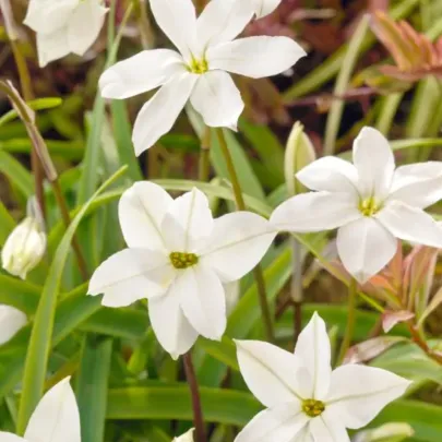 Jarná hviezdička Alberto Castilo - Ipheion uniflorum - cibuľoviny - 5 ks