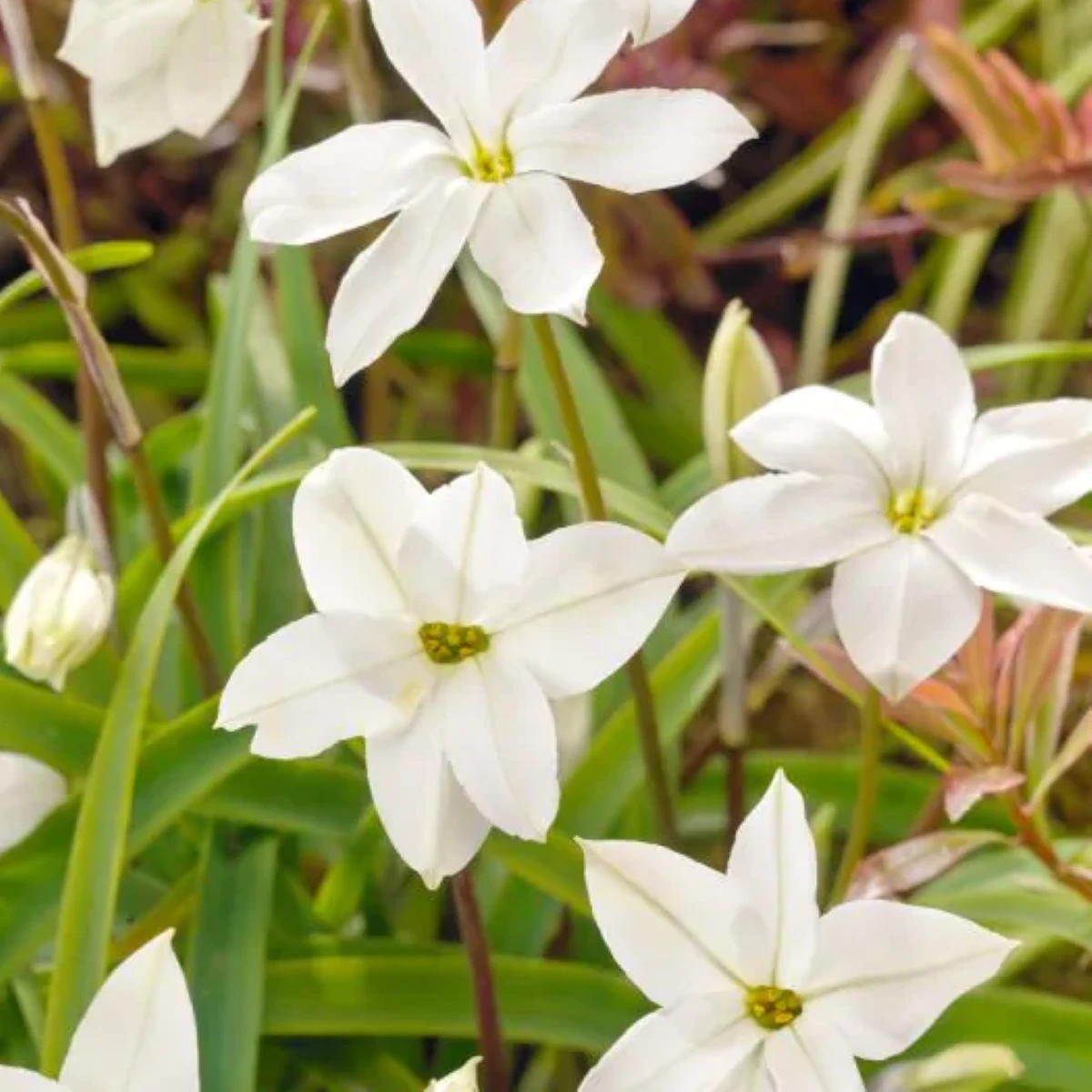 Jarná hviezdička Alberto Castilo - Ipheion uniflorum - cibuľoviny - 5 ks