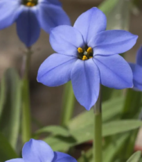Jarná hviezdička Jessie - Ipheion uniflorum - cibuľoviny - 5 ks