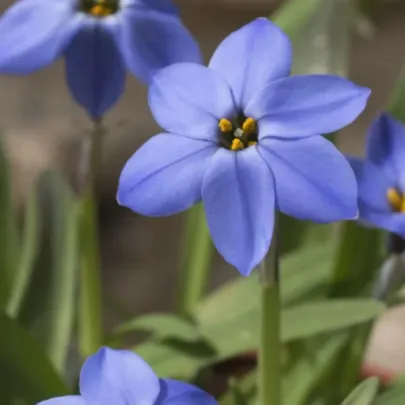 Jarná hviezdička Jessie - Ipheion uniflorum - cibuľoviny - 5 ks