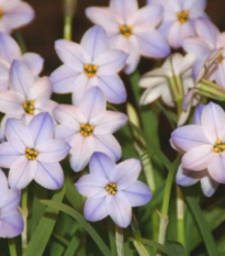 Jarná hviezdička Rolf Fiedler - Ipheion uniflorum - cibuľoviny - 5 ks