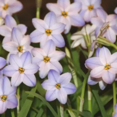 Jarná hviezdička Rolf Fiedler - Ipheion uniflorum - cibuľoviny - 5 ks