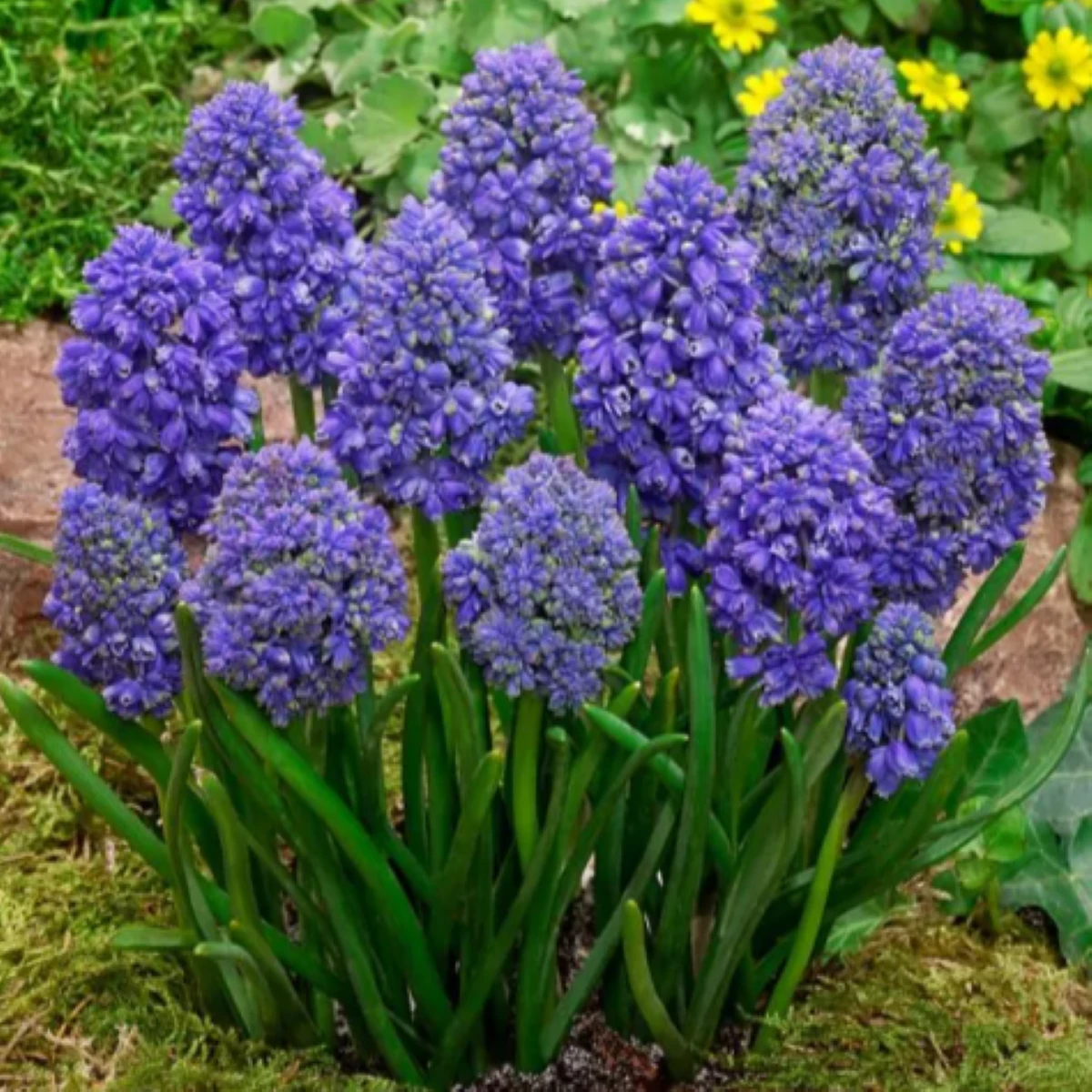 Modrica arménska Fantasy Creation - Muscari armeniacum - cibuľoviny - 5 ks