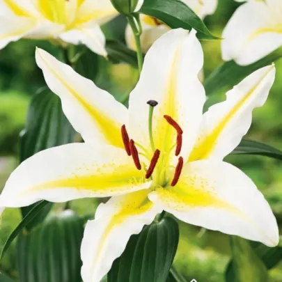 Ľalia Bafferari - Lilium - cibuľoviny - 1 ks