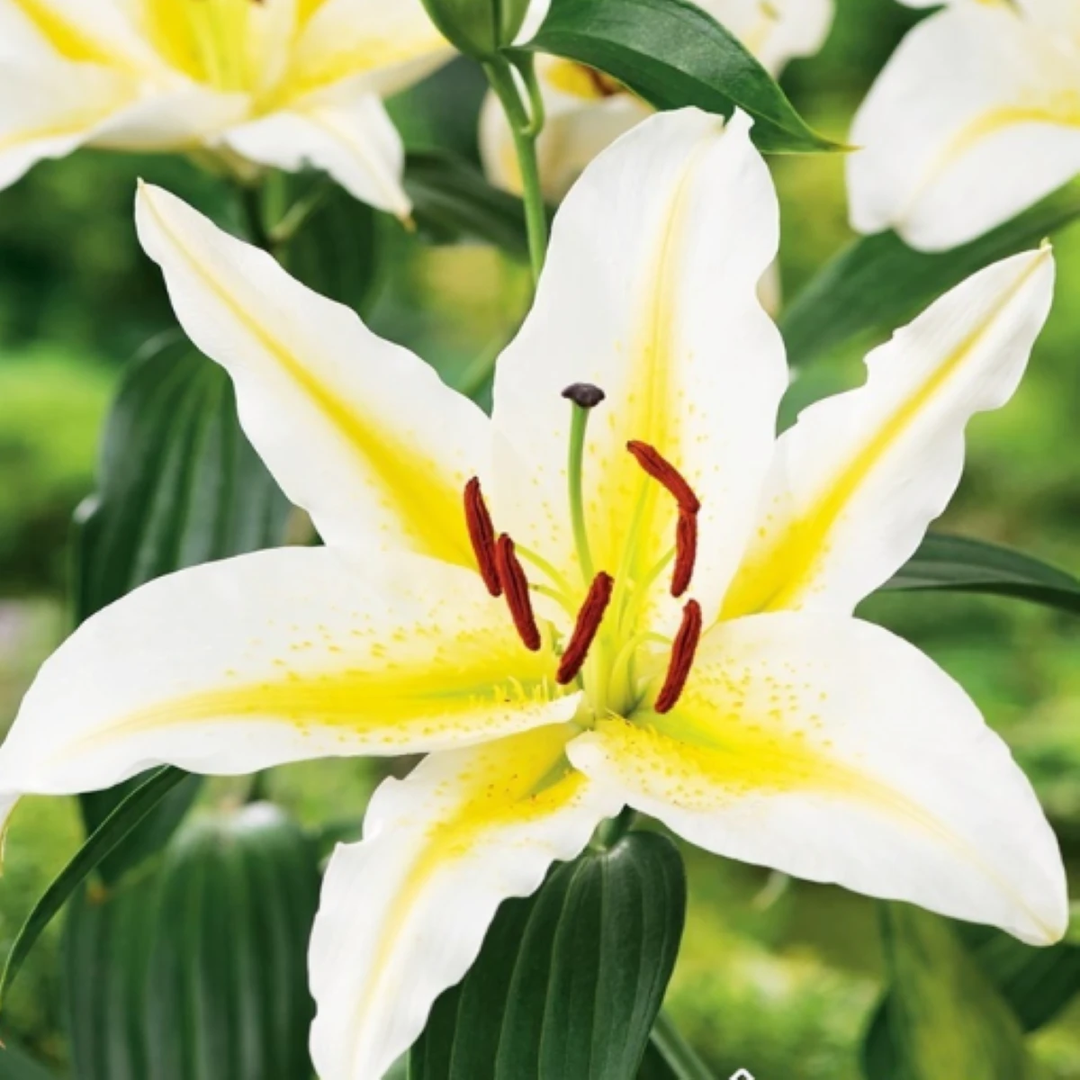 Ľalia Bafferari - Lilium - cibuľoviny - 1 ks