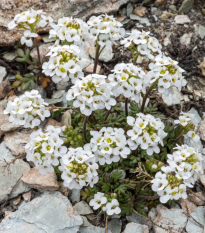 Hornička alpínska biela - Pritzelago alpina - semená - 20 ks