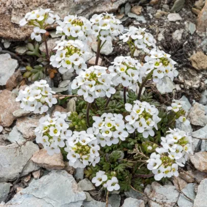 Hornička alpínska biela - Pritzelago alpina - semená - 20 ks