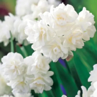 Narcis Erli Cheer - Narcissus - cibuľoviny - 3 ks