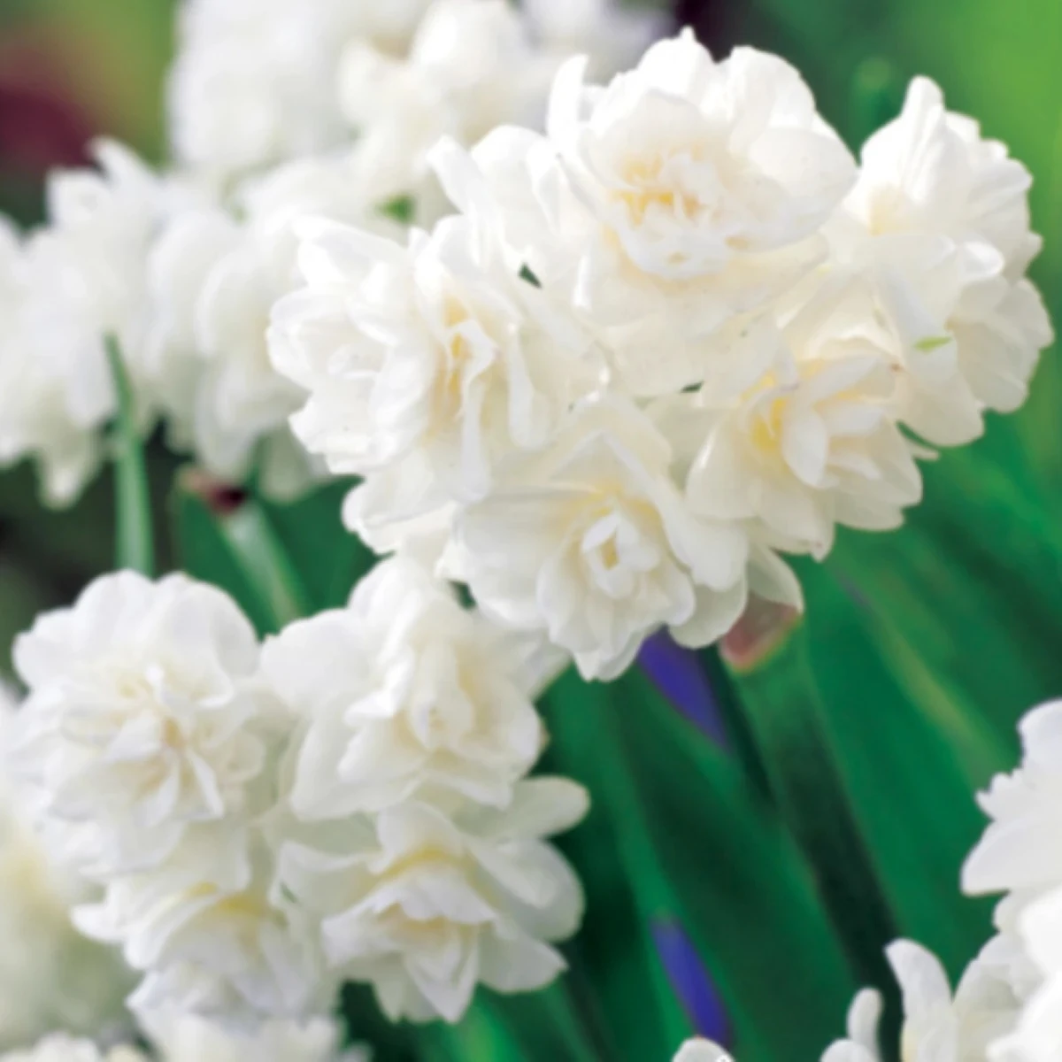 Narcis Erli Cheer - Narcissus - cibuľoviny - 3 ks