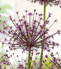 Cesnak Toabago - Allium - cibuľoviny - 3 ks