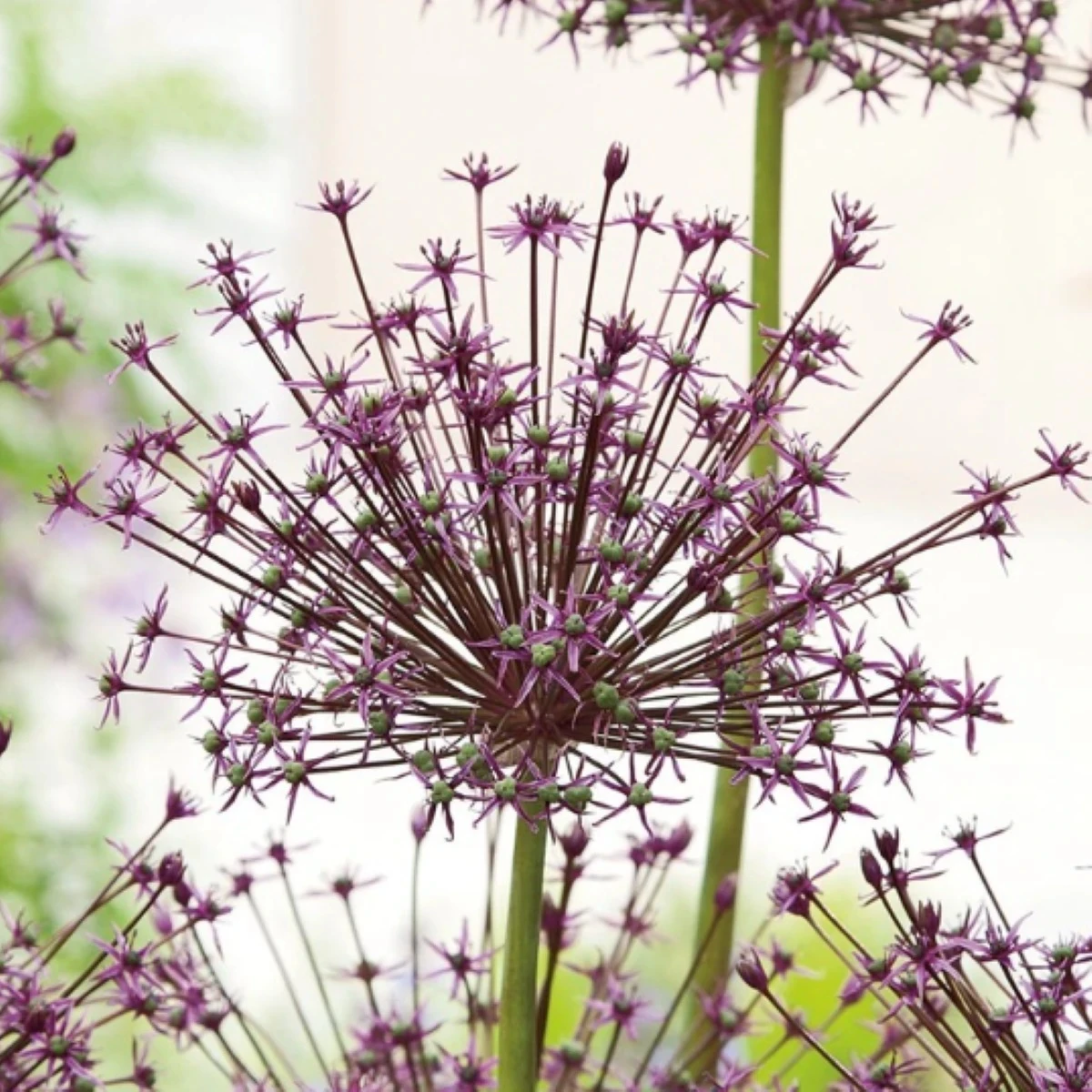 Cesnak Toabago - Allium - cibuľoviny - 3 ks