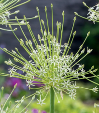Cesnak Arctic Snow - Allium - cibuľoviny - 2 ks