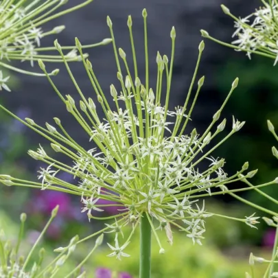 Cesnak Arctic Snow - Allium - cibuľoviny - 2 ks
