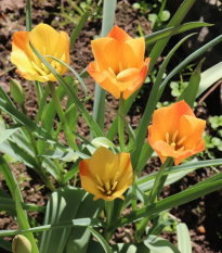 Tulipán Bronze Charm - Tulipa - cibuľoviny - 3 ks