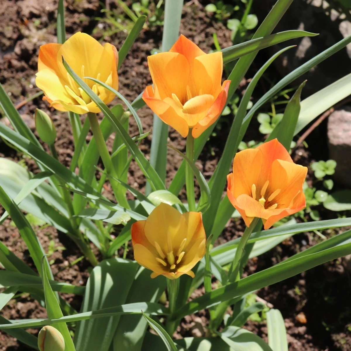 Tulipán Bronze Charm - Tulipa - cibuľoviny - 3 ks