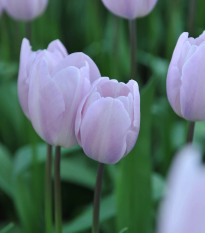 Tulipán Silver Cloud - Tulipa - cibuľoviny - 3 ks