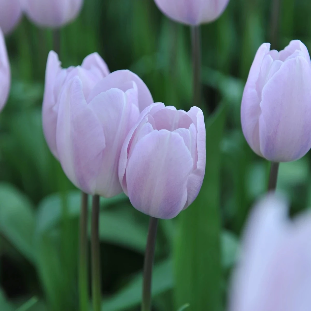 Tulipán Silver Cloud - Tulipa - cibuľoviny - 3 ks