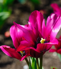 Tulipán Night Club - Tulipa - cibuľoviny - 3 ks